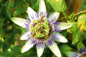 Passion flower (Passiflora caerulea)