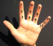 Hand with finger joints numbered
