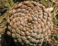 Base of pine cone